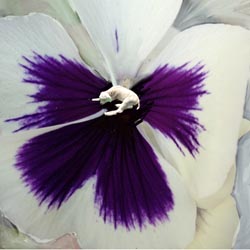 violen